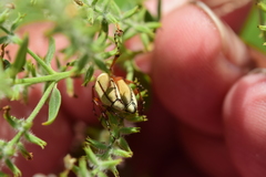 Macrodactylus uniformis
