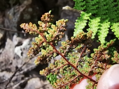 Myriopteris lendigera