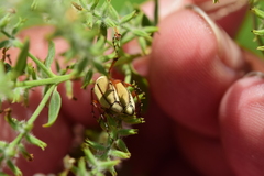 Macrodactylus uniformis