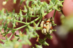 Macrodactylus uniformis