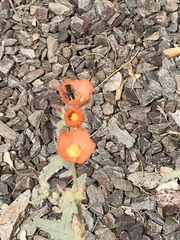 Calliopsis subalpina