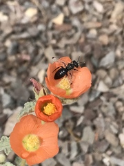 Calliopsis subalpina