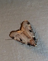 Aglossa costiferalis