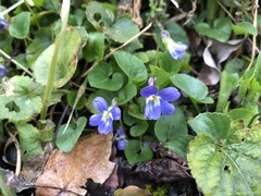 Viola hirta