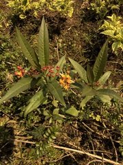 Asclepias curassavica