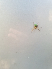 Araneus bivittatus
