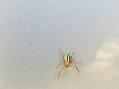 Araneus bivittatus