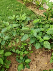 Graphium agamemnon menides