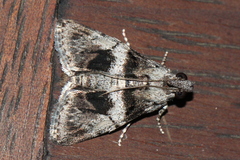 Salma ridiculalis