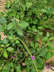 Graphium agamemnon menides