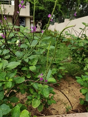 Graphium agamemnon menides