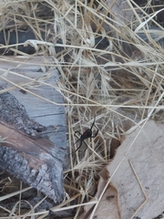 Latrodectus hesperus