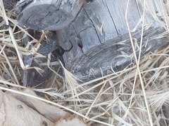 Latrodectus hesperus