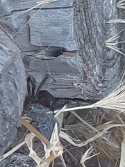 Latrodectus hesperus