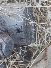Latrodectus hesperus