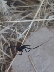 Latrodectus hesperus