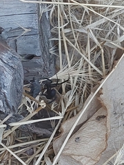 Latrodectus hesperus