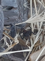 Latrodectus hesperus