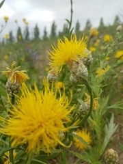 Centaurea chartolepis