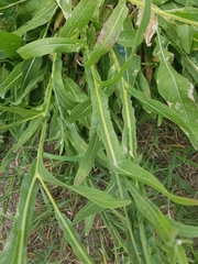 Centaurea chartolepis