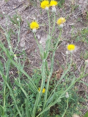Centaurea chartolepis