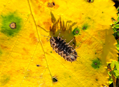 Cryptocline betularum