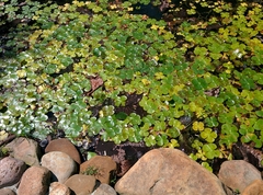 Marsilea mutica