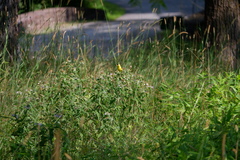 Spinus tristis tristis