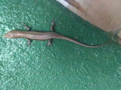 Notomabuya frenata