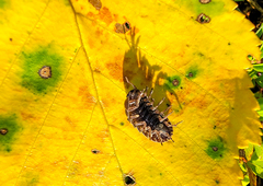 Cryptocline betularum