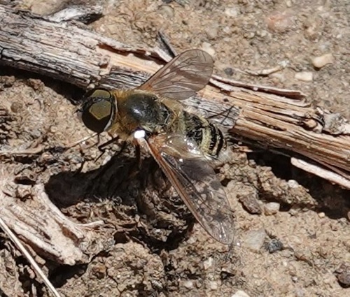 photo of Bright Beefly (Poecilanthrax lucifer)
