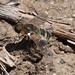 photo of Bright Beefly (Poecilanthrax lucifer)