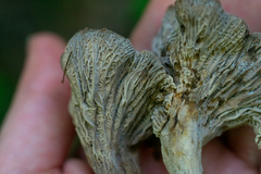Craterellus foetidus