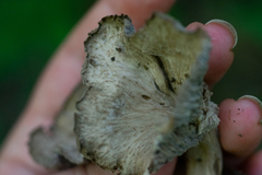 Craterellus foetidus