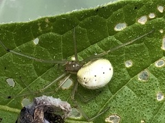 Enoplognatha ovata