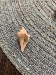 Strombus alatus image