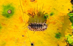 Cryptocline betularum