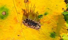 Cryptocline betularum