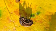 Cryptocline betularum