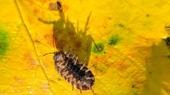 Cryptocline betularum