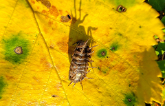 Cryptocline betularum