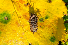 Cryptocline betularum