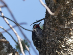 Sphyrapicus nuchalis