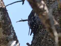 Sphyrapicus nuchalis