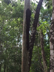 Metopium brownei