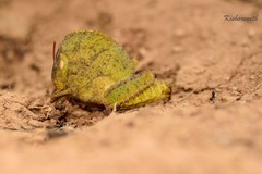 Teratodes monticollis