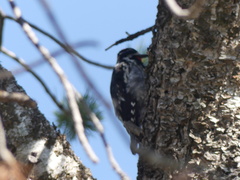 Sphyrapicus nuchalis