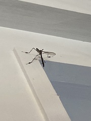 Bittacomorpha occidentalis