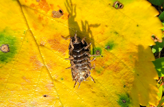 Cryptocline betularum