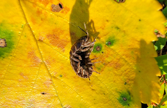 Cryptocline betularum